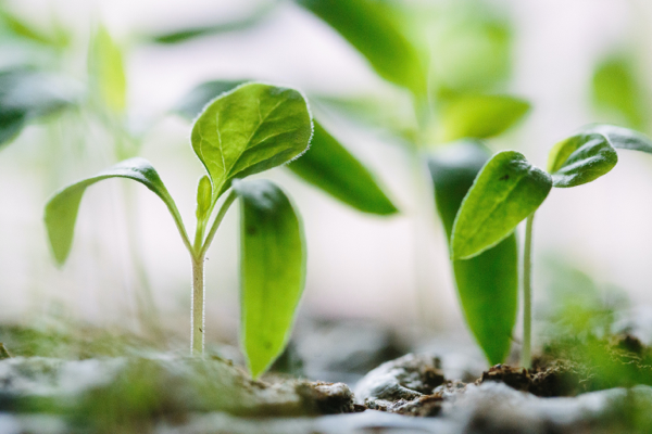 Summer 2021 Internship Series: Secret Ingredients in Pepsico’s ESG